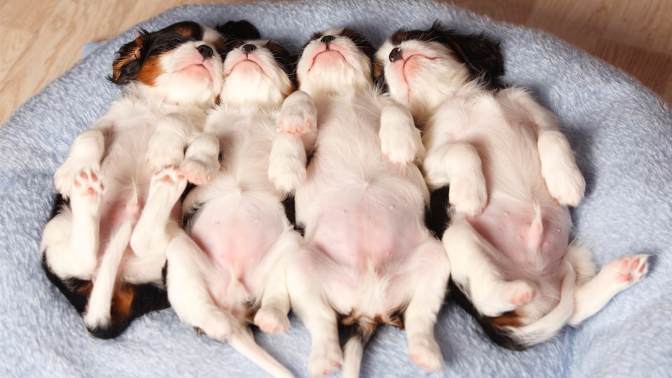 Do Dogs Have Belly Buttons All You Need Infos