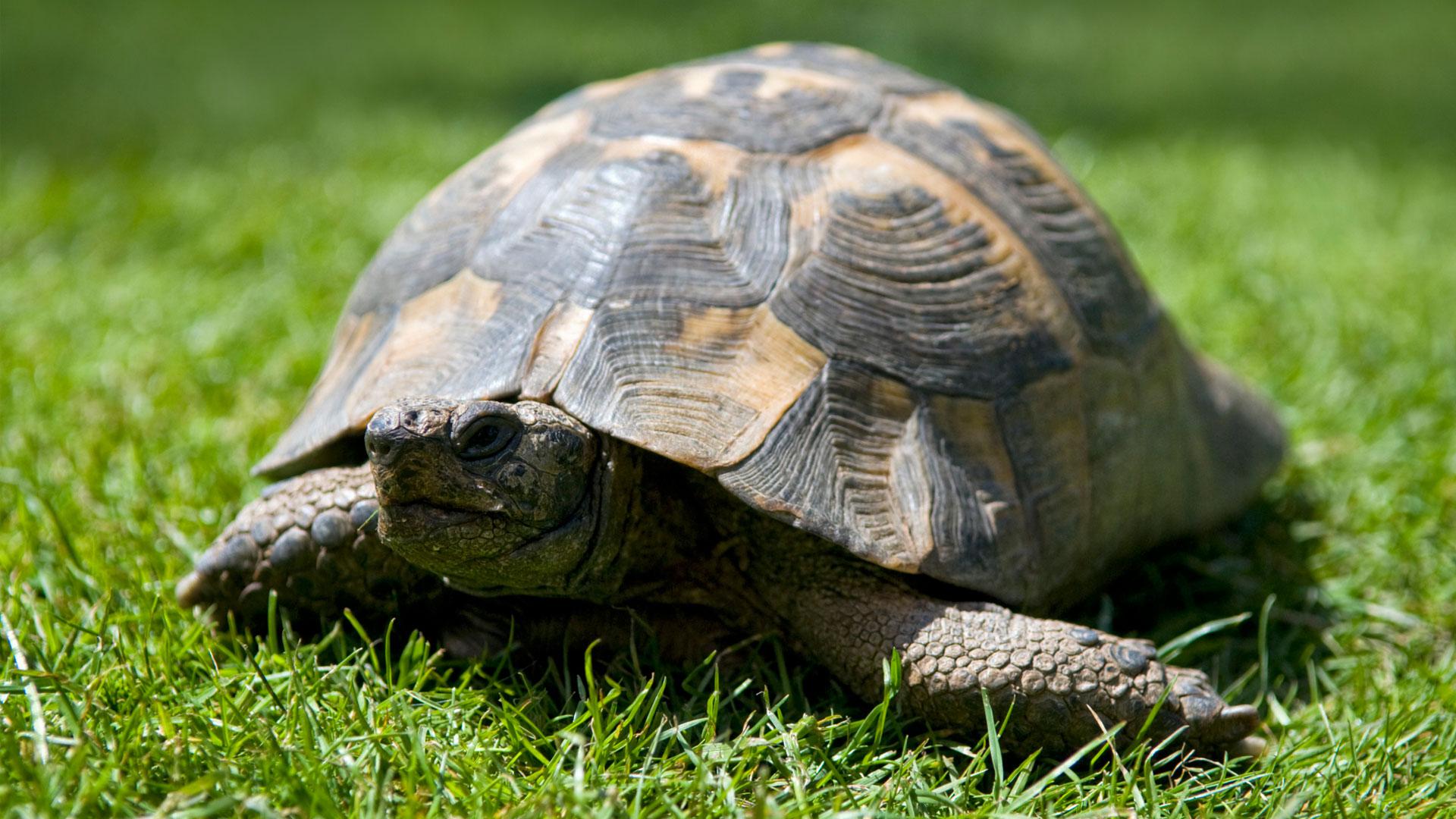 Reasons pet turtles and tortoises are awesome SheKnows