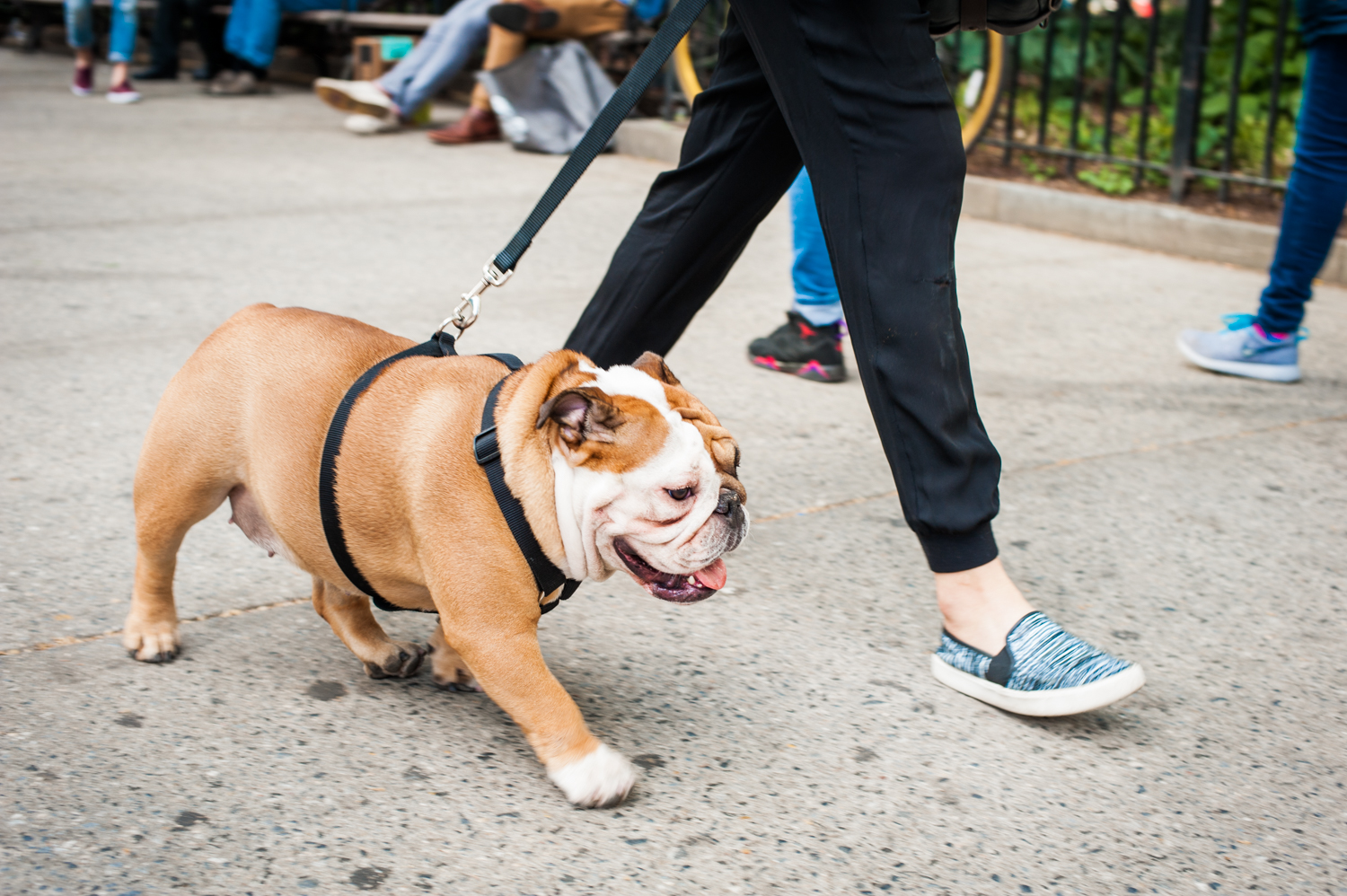 24 Sweet New York dogs that love exploring the city SheKnows