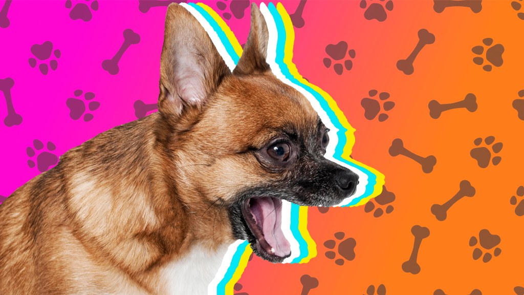 Why Your Dog Won't Stop Barking at Night (and How to Stop Them)