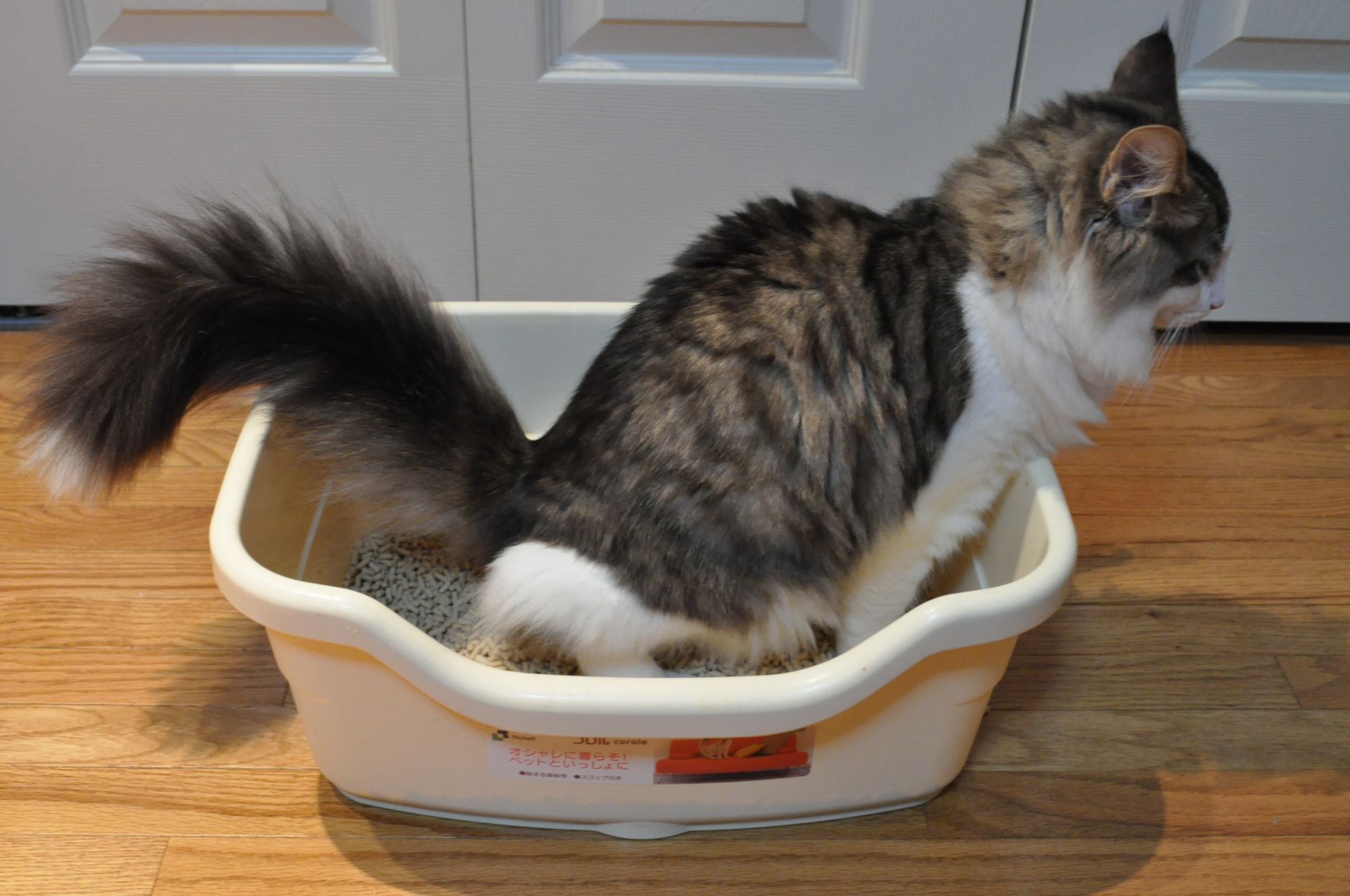 25 Cat Behaviors That Seem Random, but Really Aren't