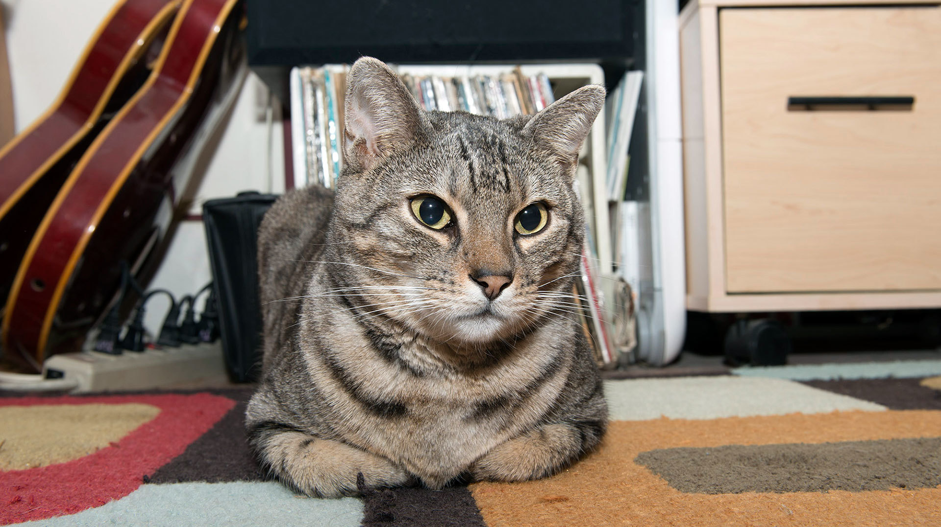 How to get cat urine odor out of carpet SheKnows