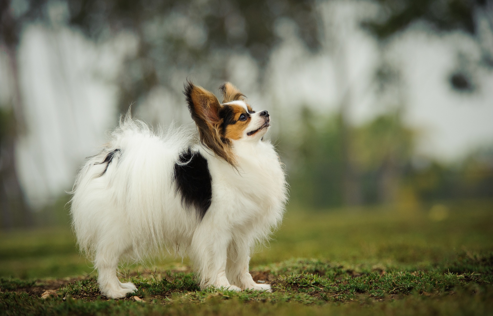 The 10 Smartest Dogs Breeds Are Some of the Most Popular SheKnows