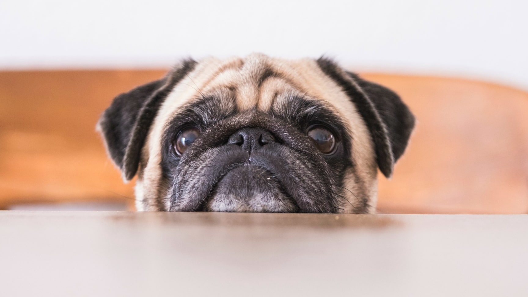 What It Really Means When Your Dog Stares at You SheKnows