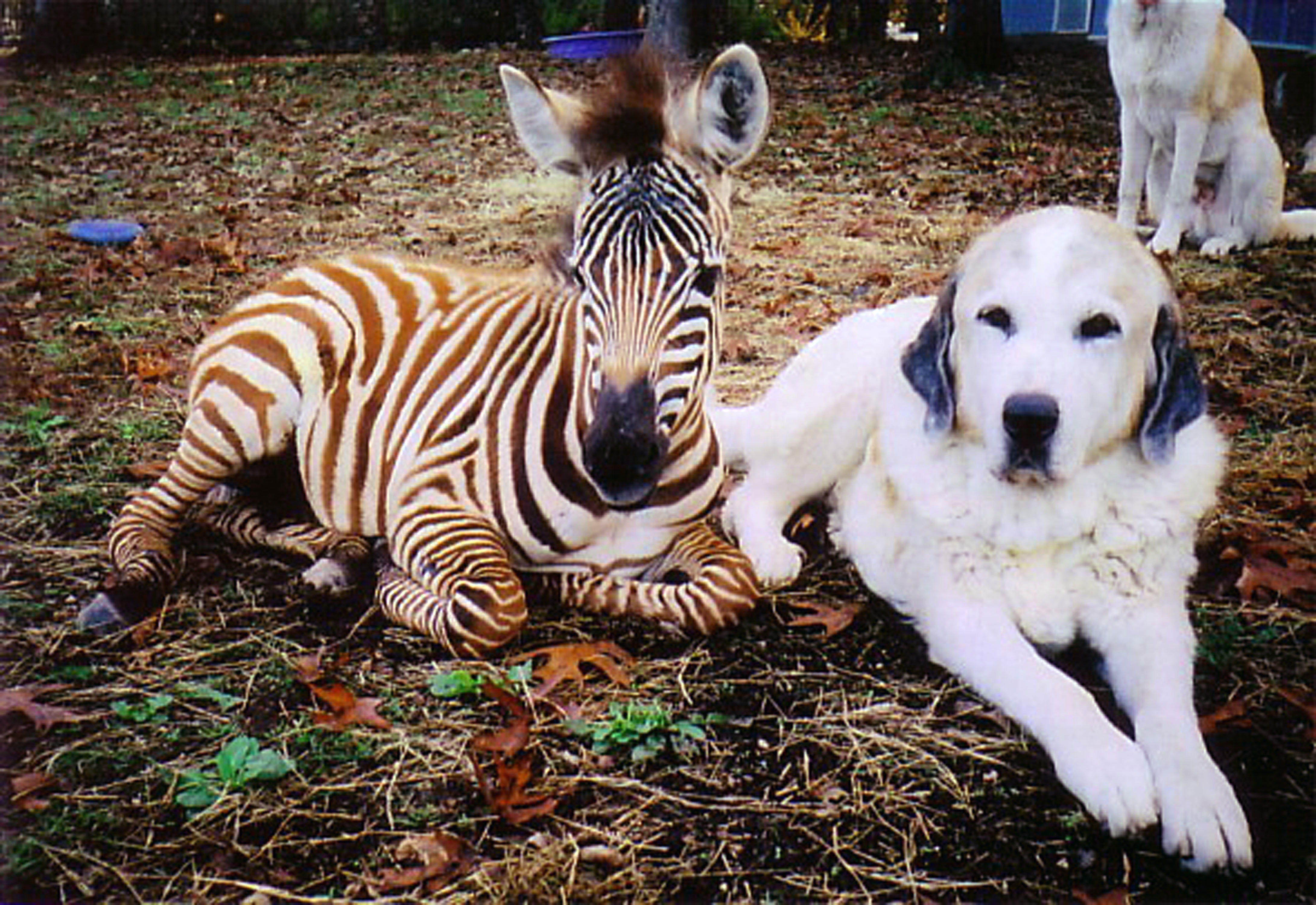11 Unusual animal friendships that prove true love is blind SheKnows