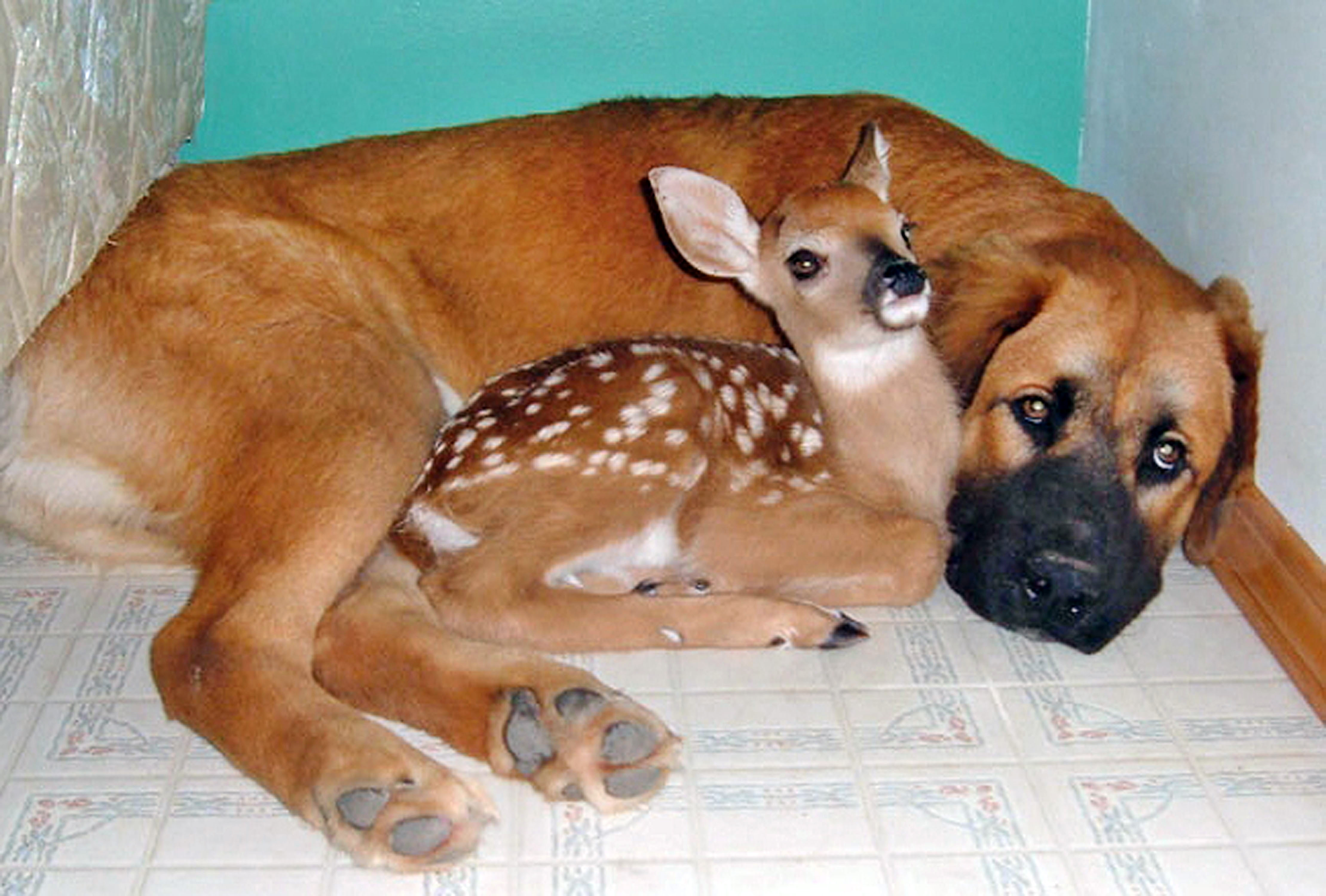 11 Unusual animal friendships that prove true love is blind SheKnows