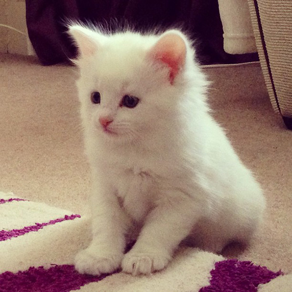 12 White fluffy kittens to snuggle up with SheKnows