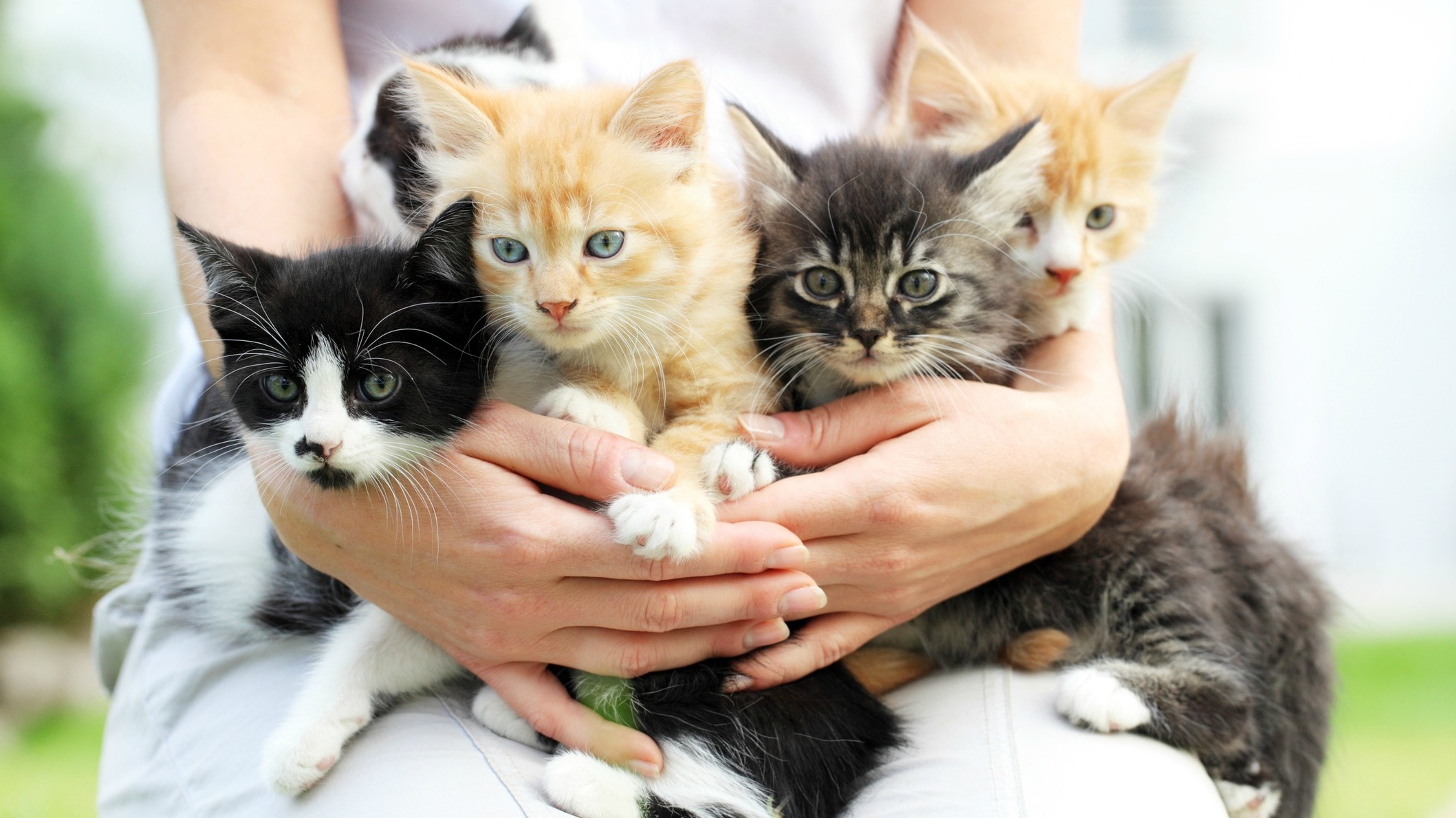 9 Reasons Adopting a Cat Is the Absolute Best SheKnows