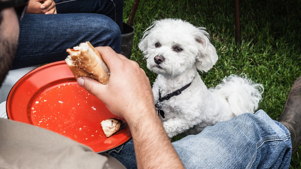 The Human Foods That Are Safe for Dogs SheKnows