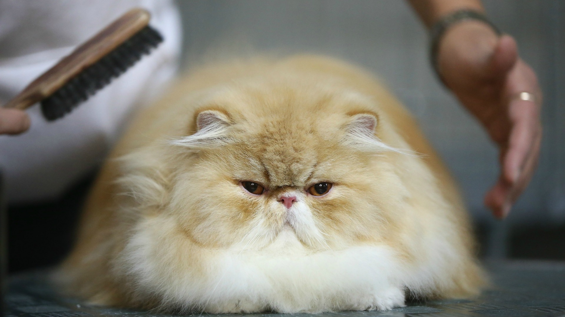 Cats aren’t the lowmaintenance pets we think they are Cats aren’t the lowmaintenance pets we think they are