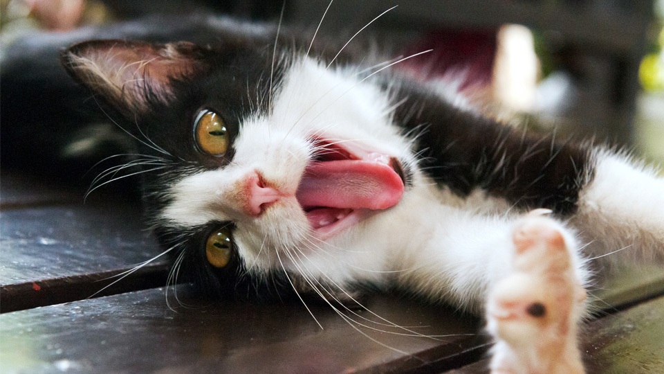 8 Cat Tongue Facts That All Kitty Owners Need to Know
