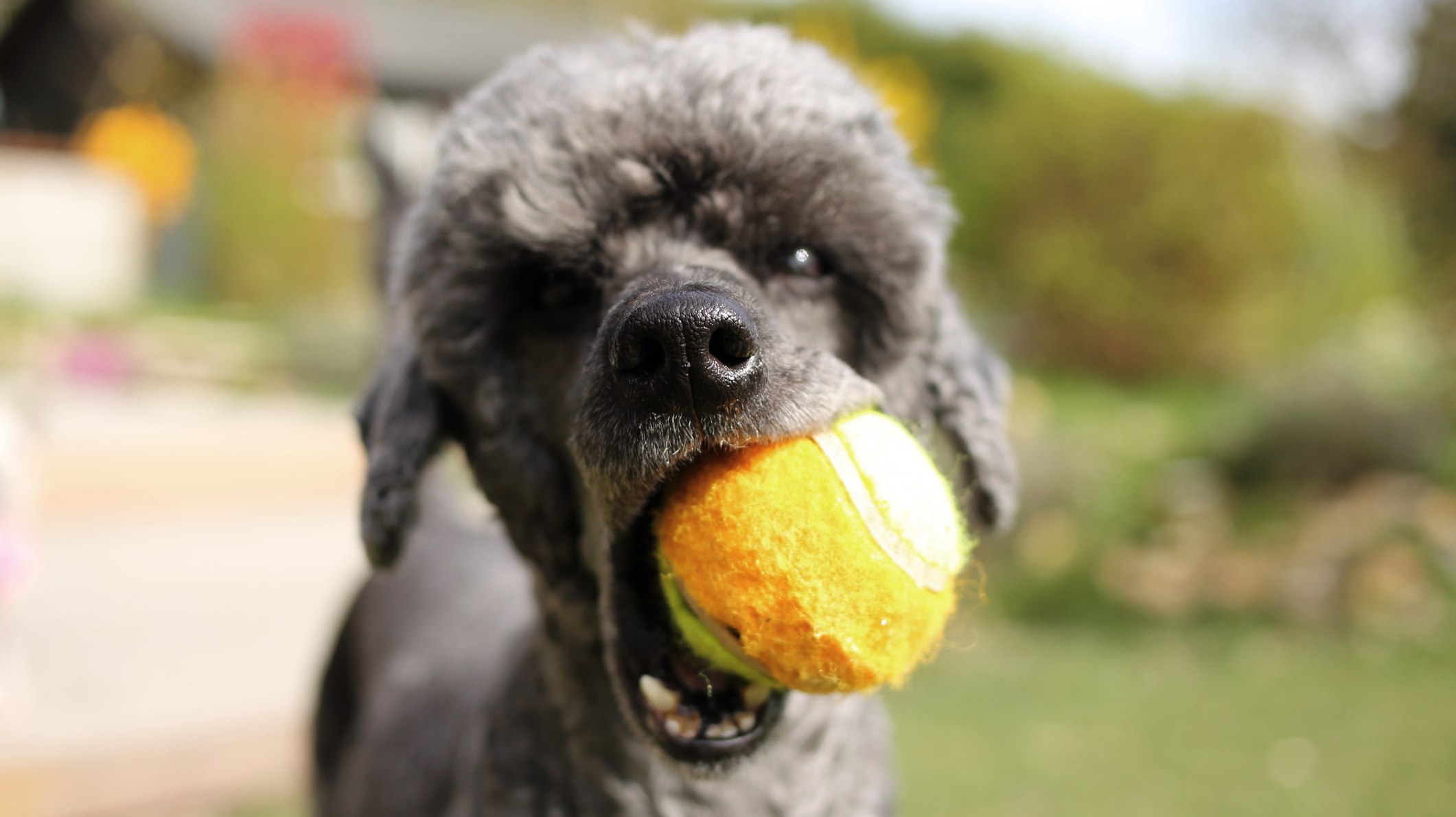 10 Dog Breeds That Don’t Stink (so You Can Put Away Your Air Freshener