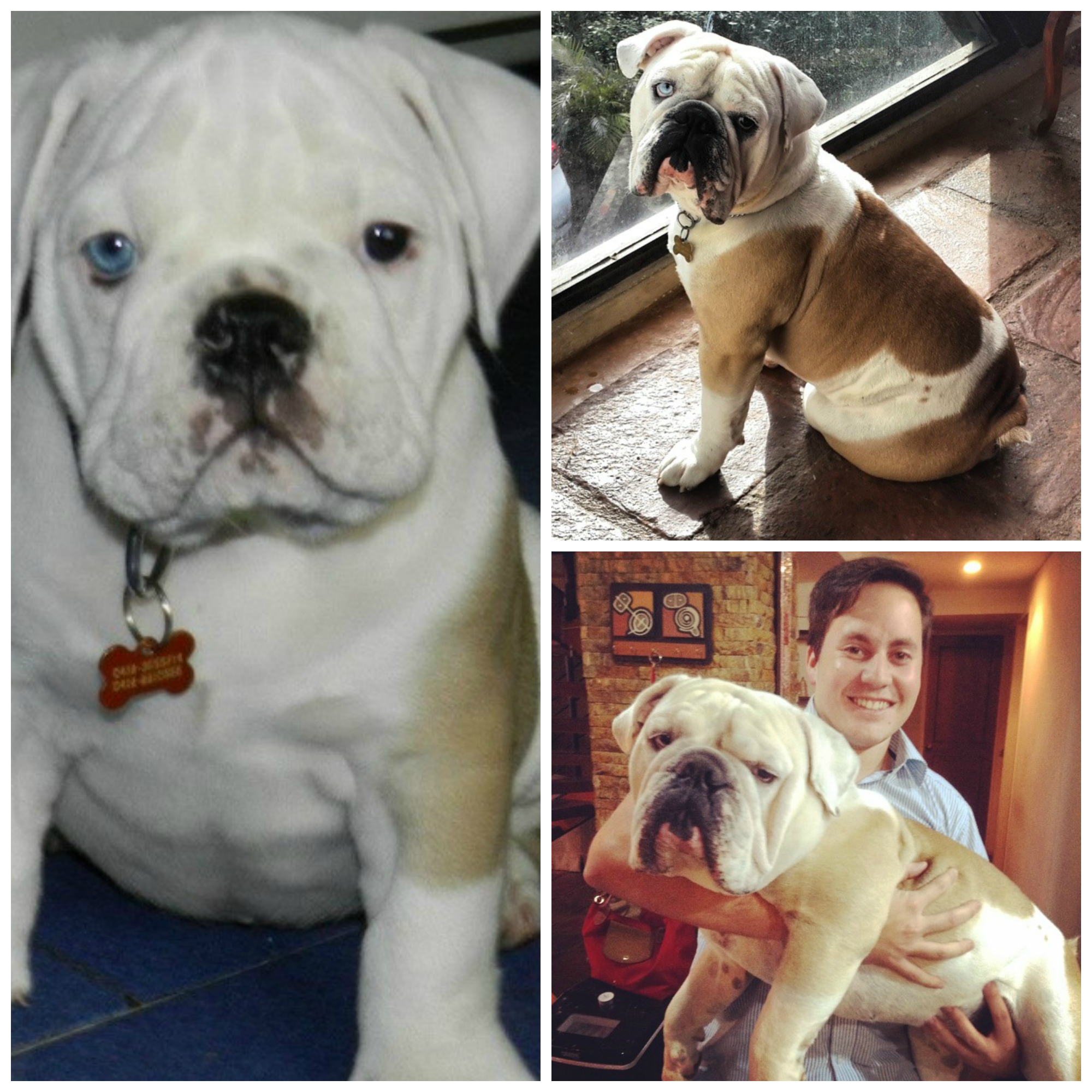 Here’s proof that puppies grow up too darn fast SheKnows
