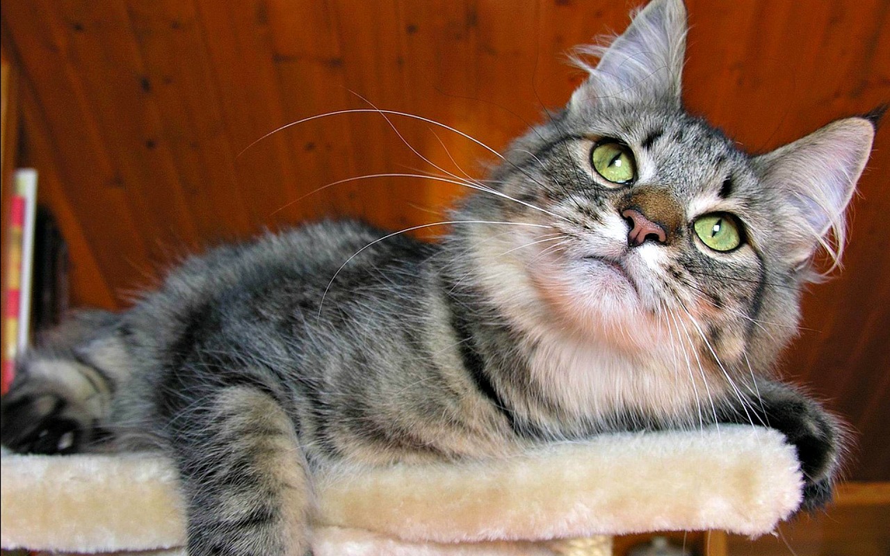 Parasite found in cats could cause mental illness in owners