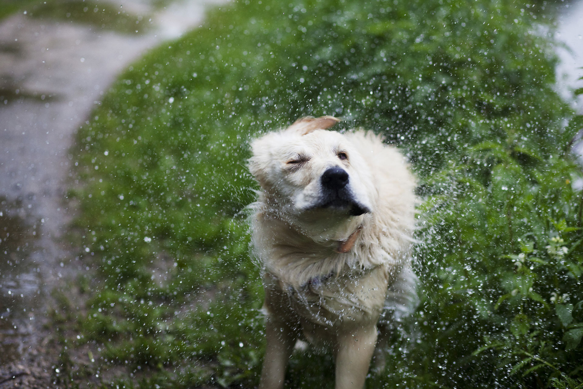 Who knew watching wet dogs in slow motion could be so cool? SheKnows