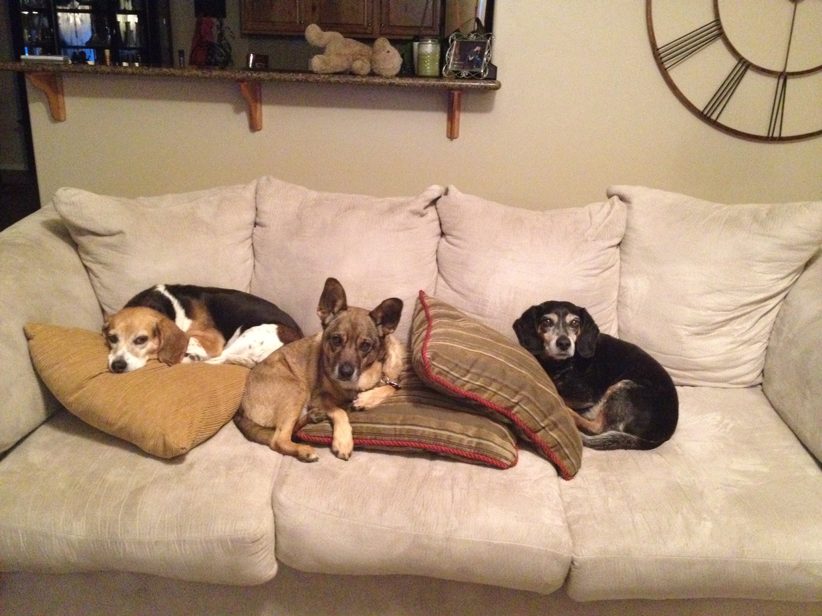 Research proves we’re not crazy dog ladies because our dogs do love us