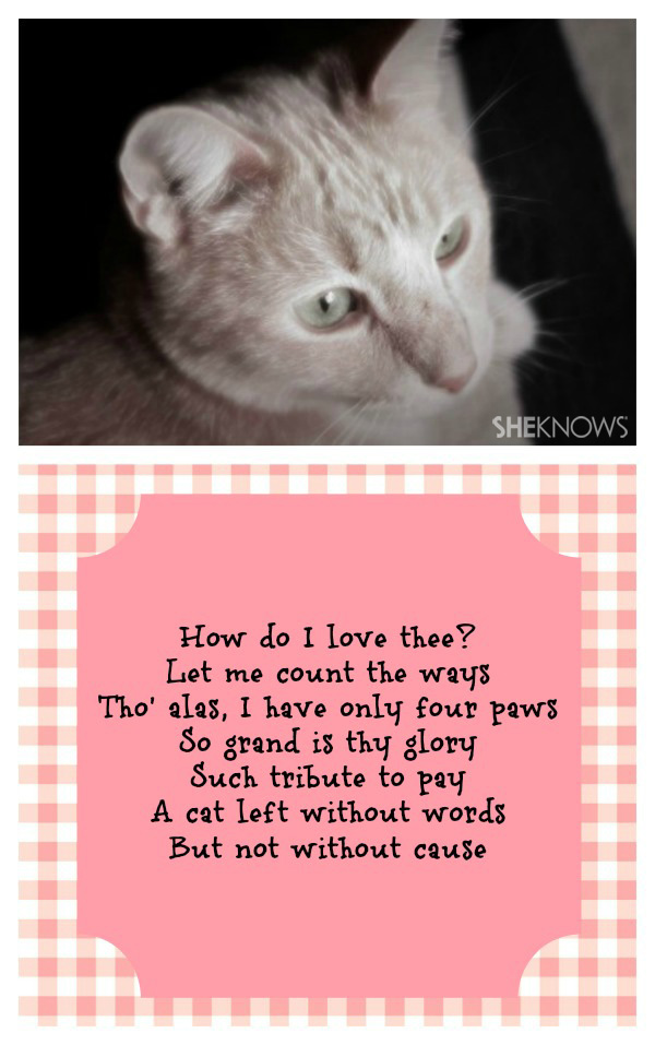 Why do I love thee? 10 Poems from Zach Thecatt SheKnows