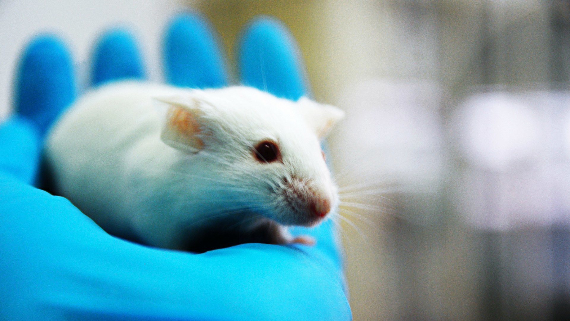 Animal testing facts 6 Things every animal lover should know SheKnows
