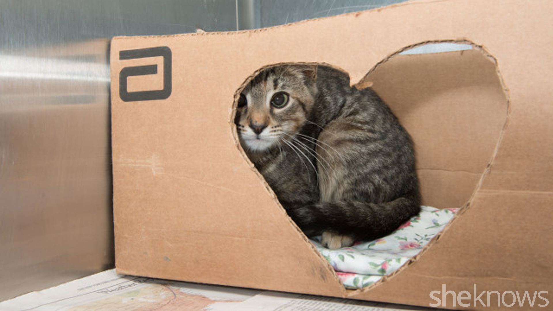 11 Ways to prep your home for an adopted kitty SheKnows
