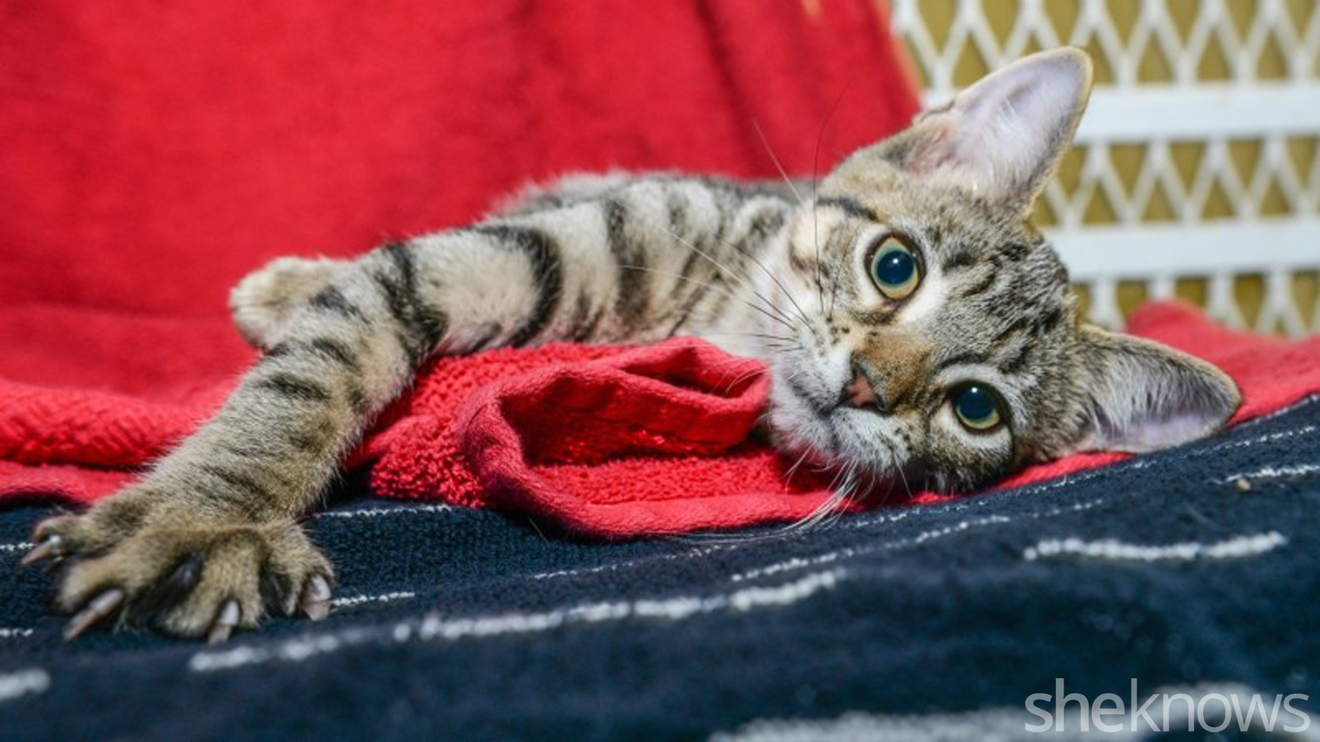 11 Ways to prep your home for an adopted kitty SheKnows