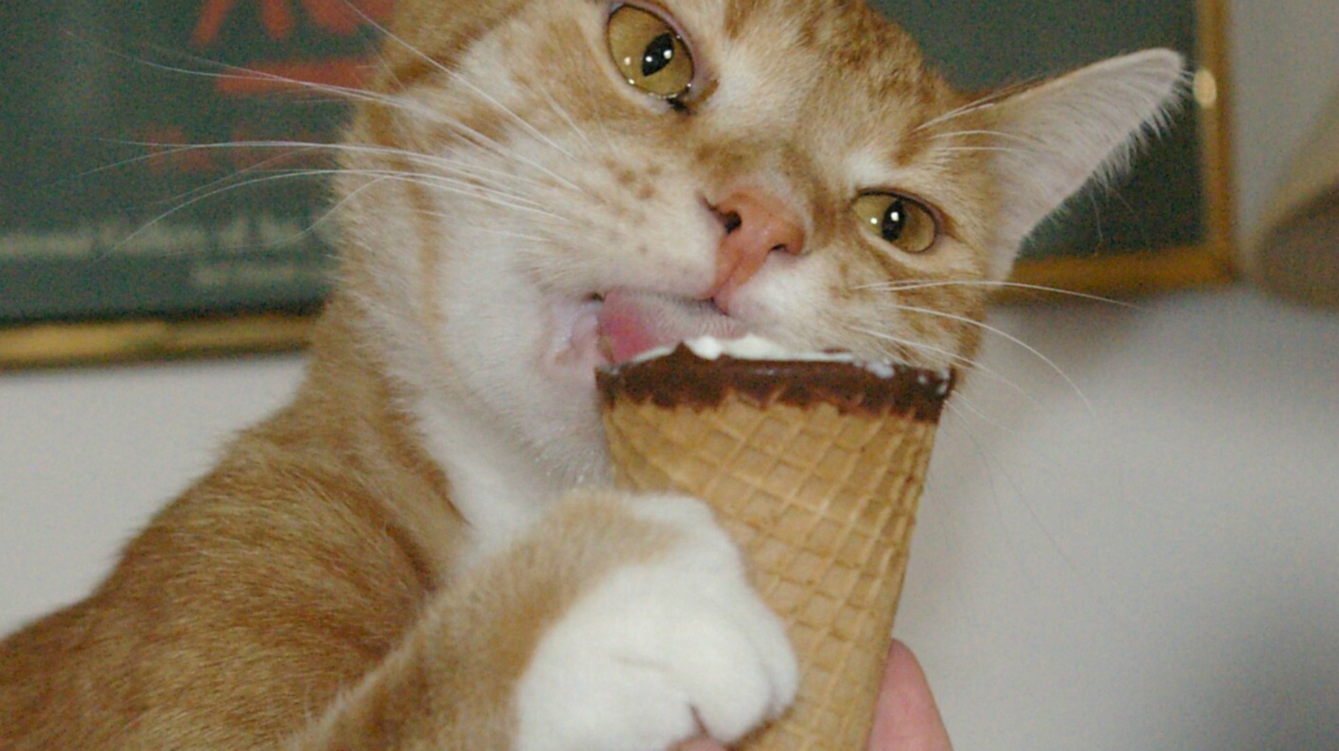 Kitten demands more ice cream, and we’ve never understood cats more