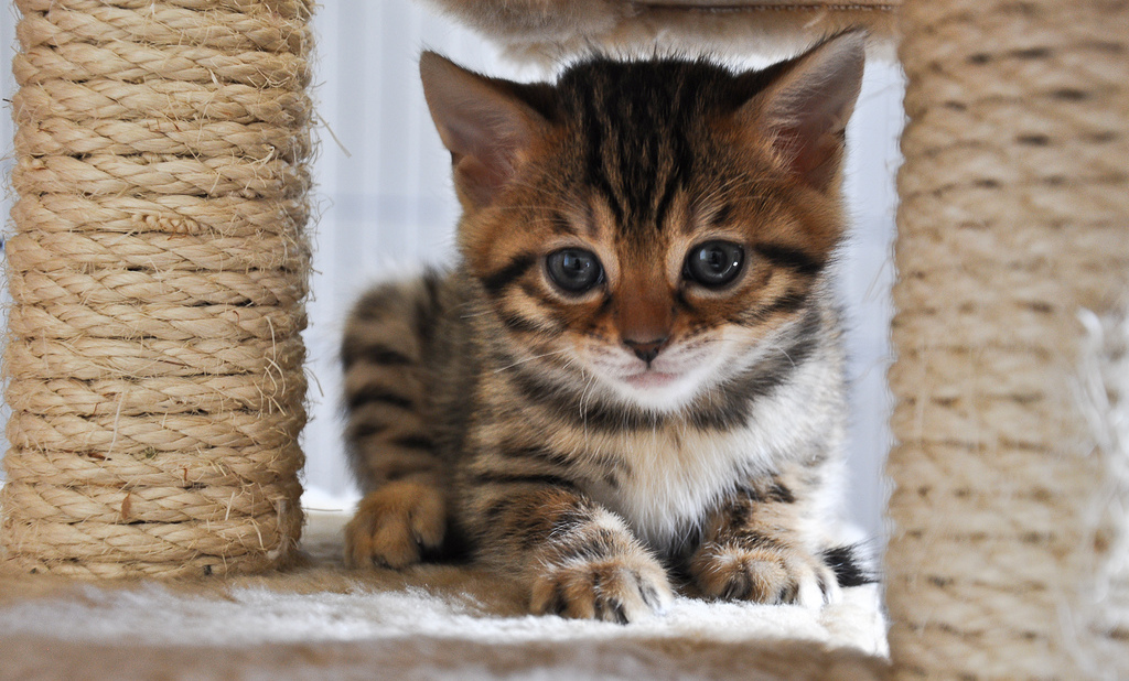 Crazy Cat Lady Why does my cat claw all my furniture? SheKnows