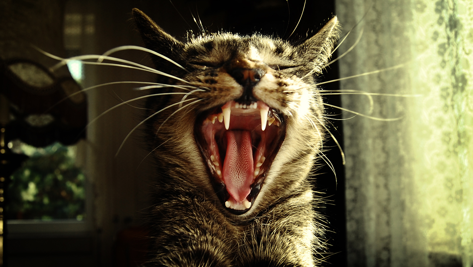 How to clean your cat’s teeth to keep it healthy SheKnows