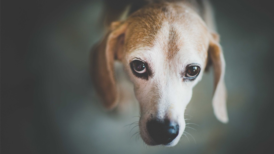 Can Your Dog Suffer From Clinical Depression?