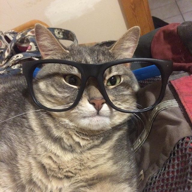 15 Cats in glasses that have purrfected the look SheKnows
