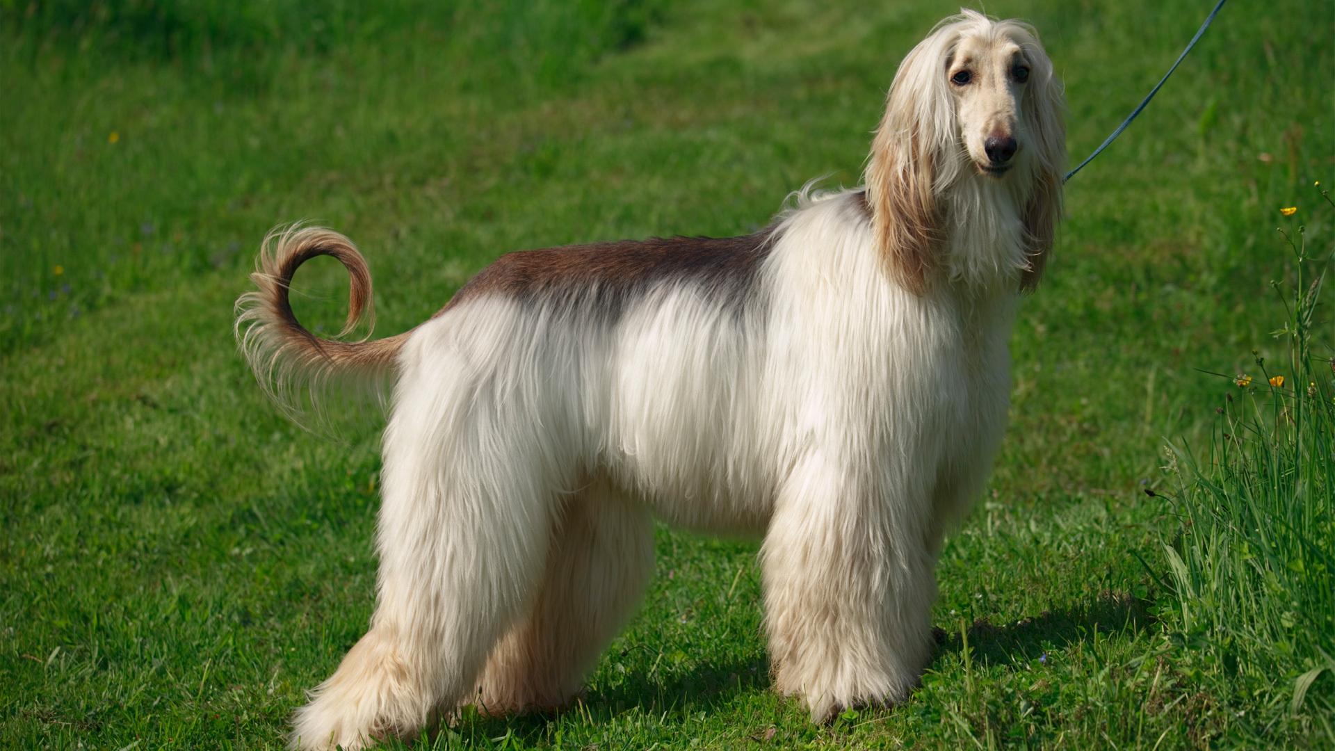 Meet the breed Afghan Hound SheKnows