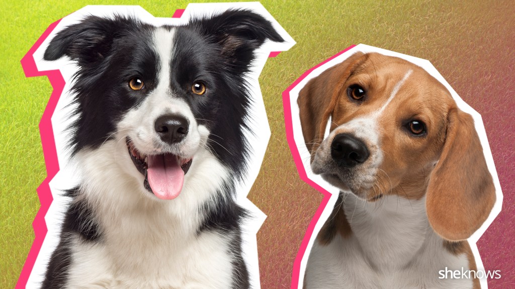 21 dog breeds to match your lifestyle SheKnows
