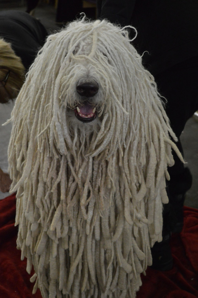 22 dogs with dreadlocks that will give you major hair envy
