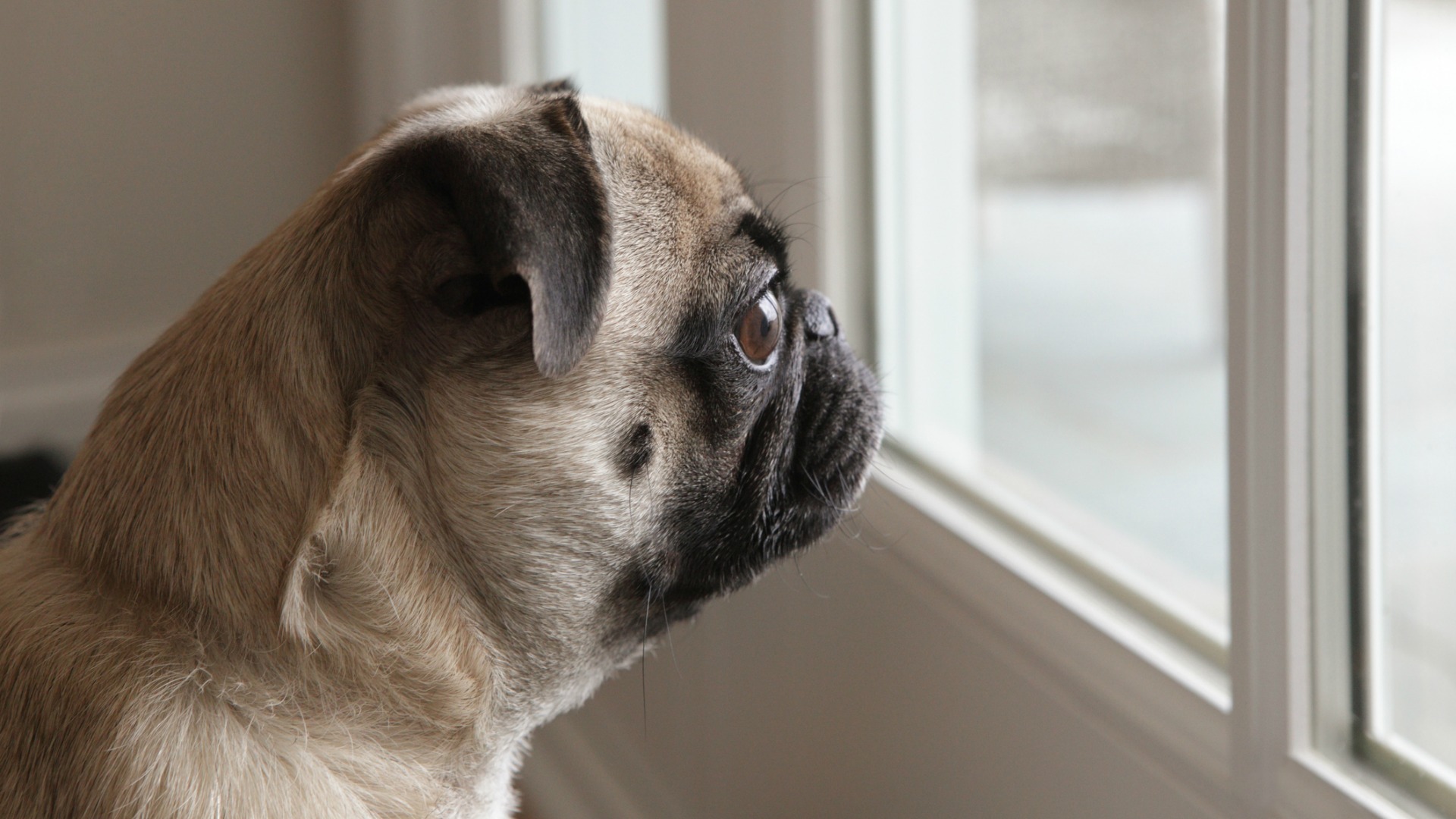 I won’t be leaving my pooch home alone with a plastic ‘dog sitter