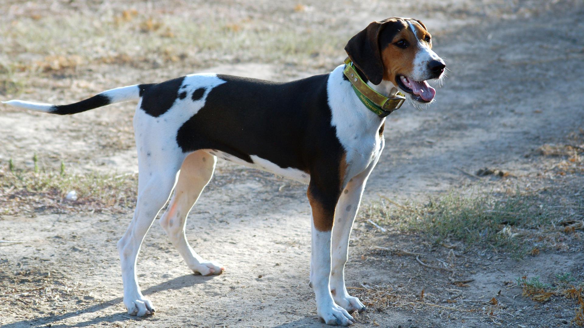 Meet the breed Treeing Walker Coonhound SheKnows