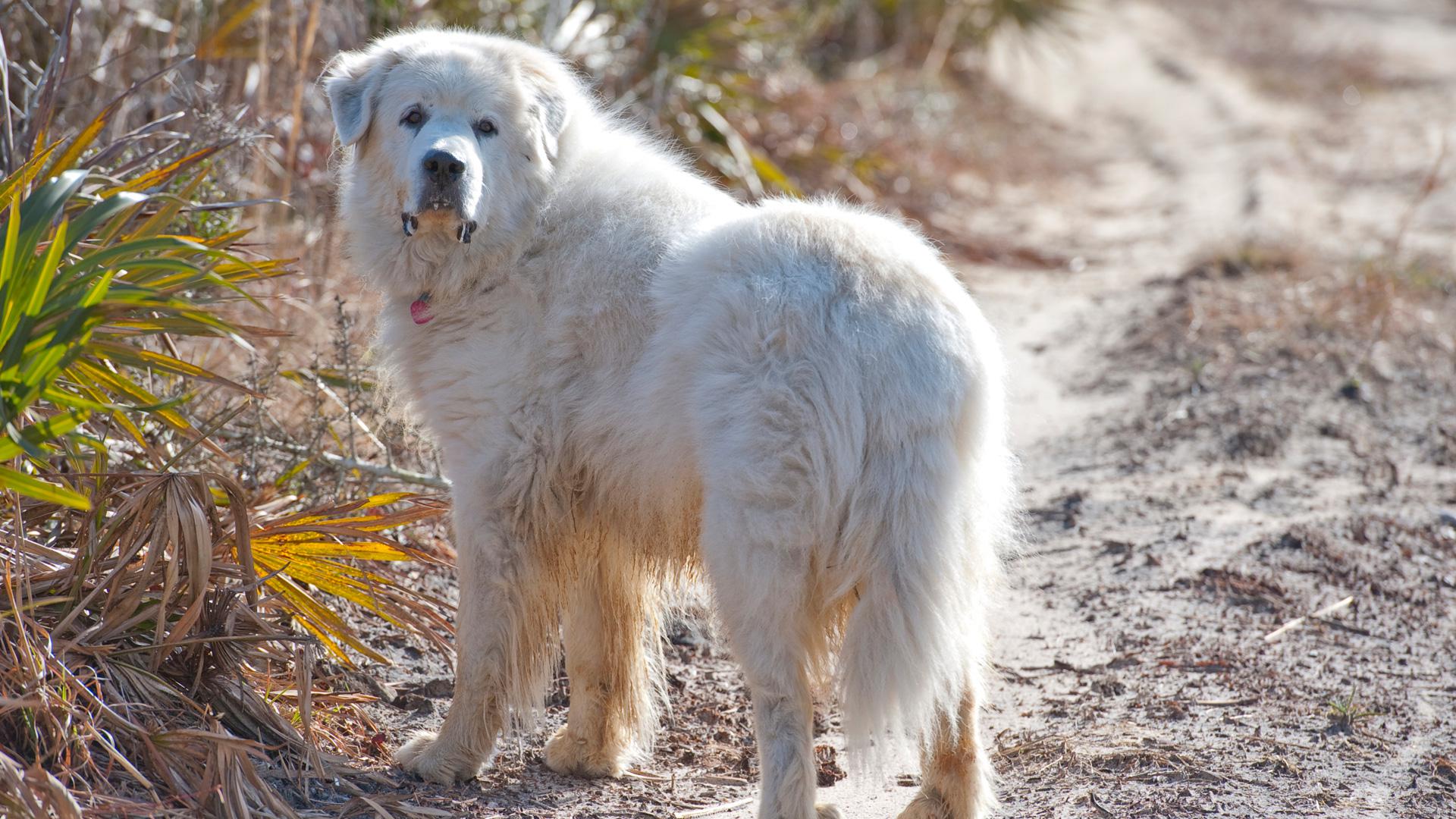 Are Great Pyrenees Good House Dogs