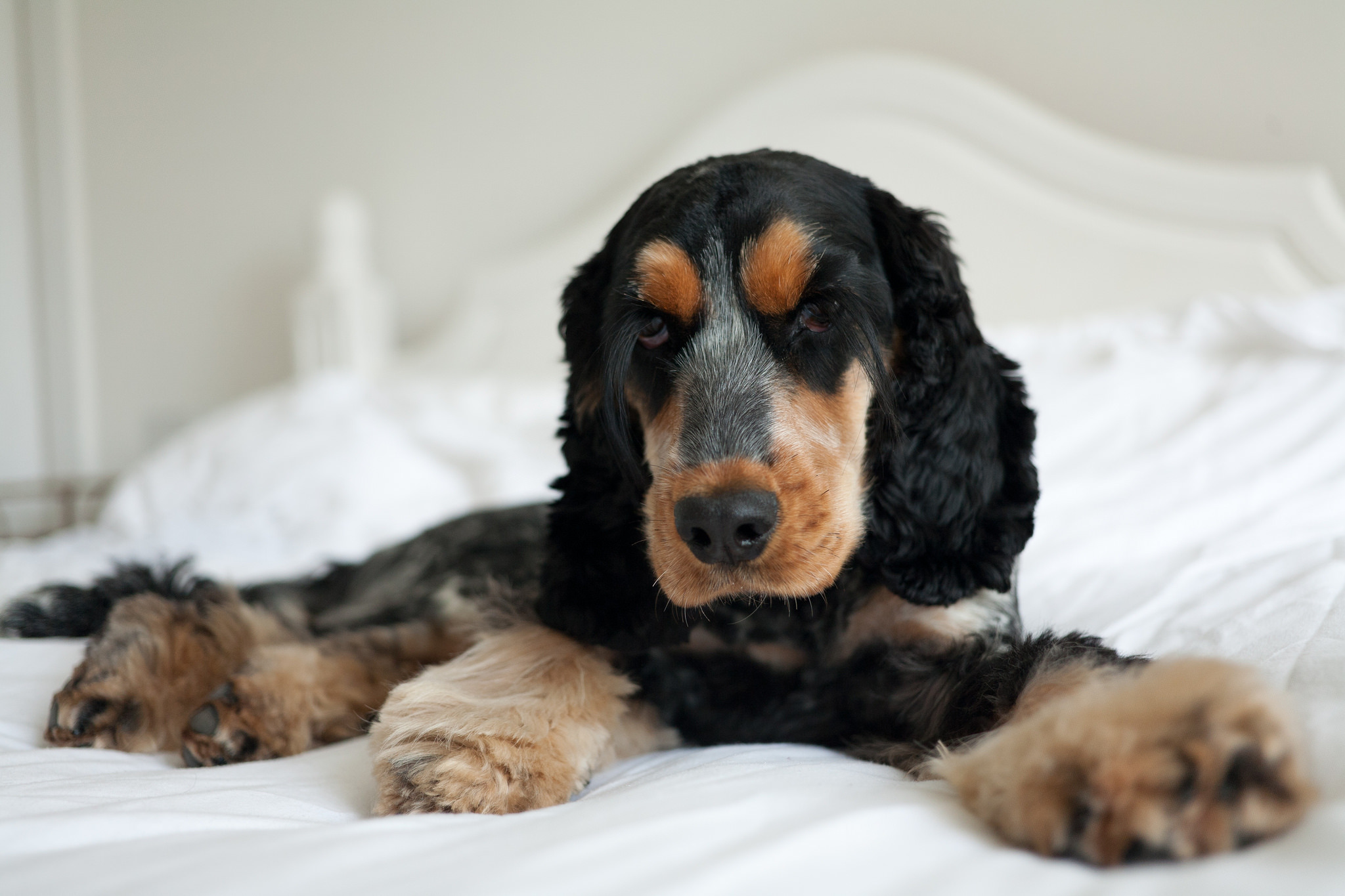 Why Is My Dog Suddenly Peeing And Pooping In The House