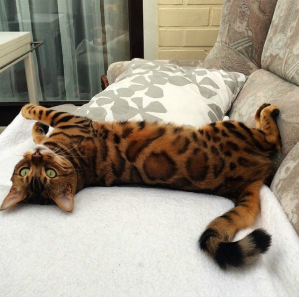 Bengal cat looks like a mini tiger and has the saying 'mewow'
