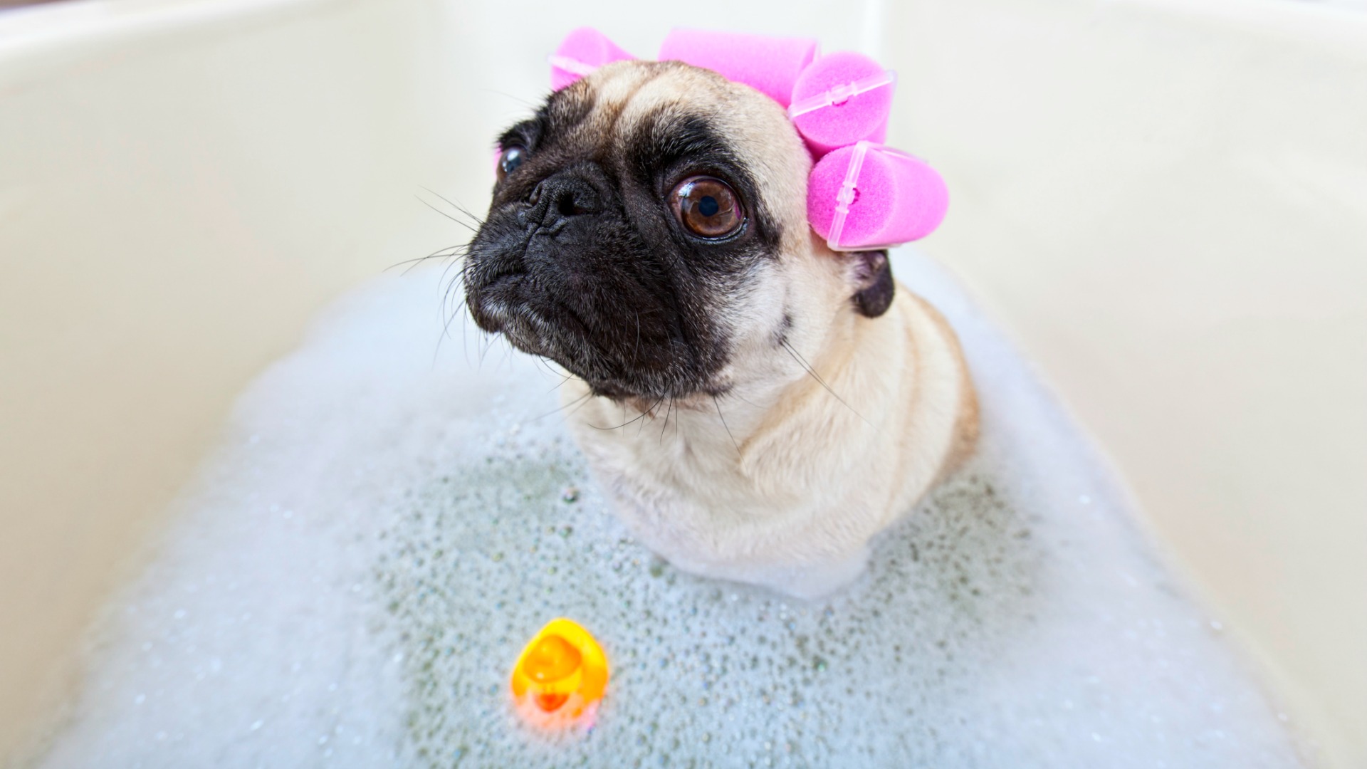 Pug wants a bath and won’t give up until she gets her way (WATCH