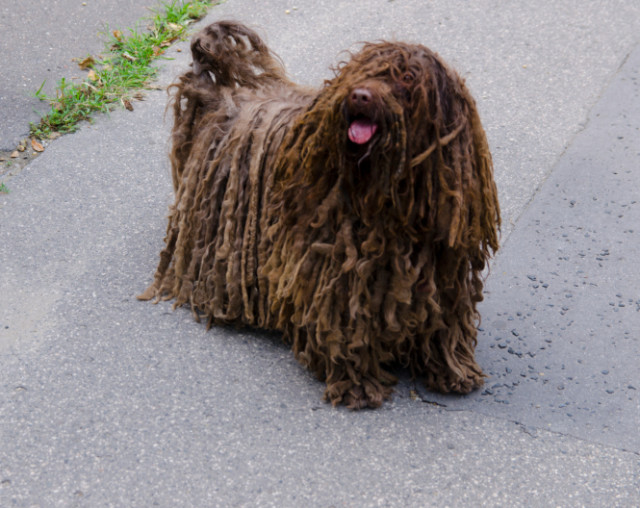 22 dogs with dreadlocks that will give you major hair envy
