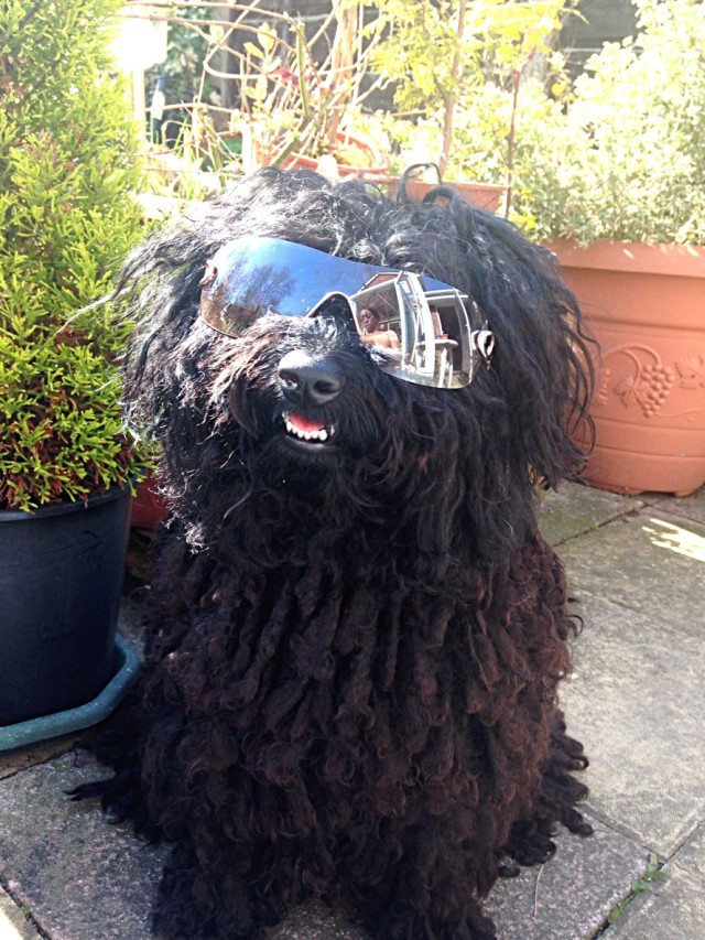 22 dogs with dreadlocks that will give you major hair envy