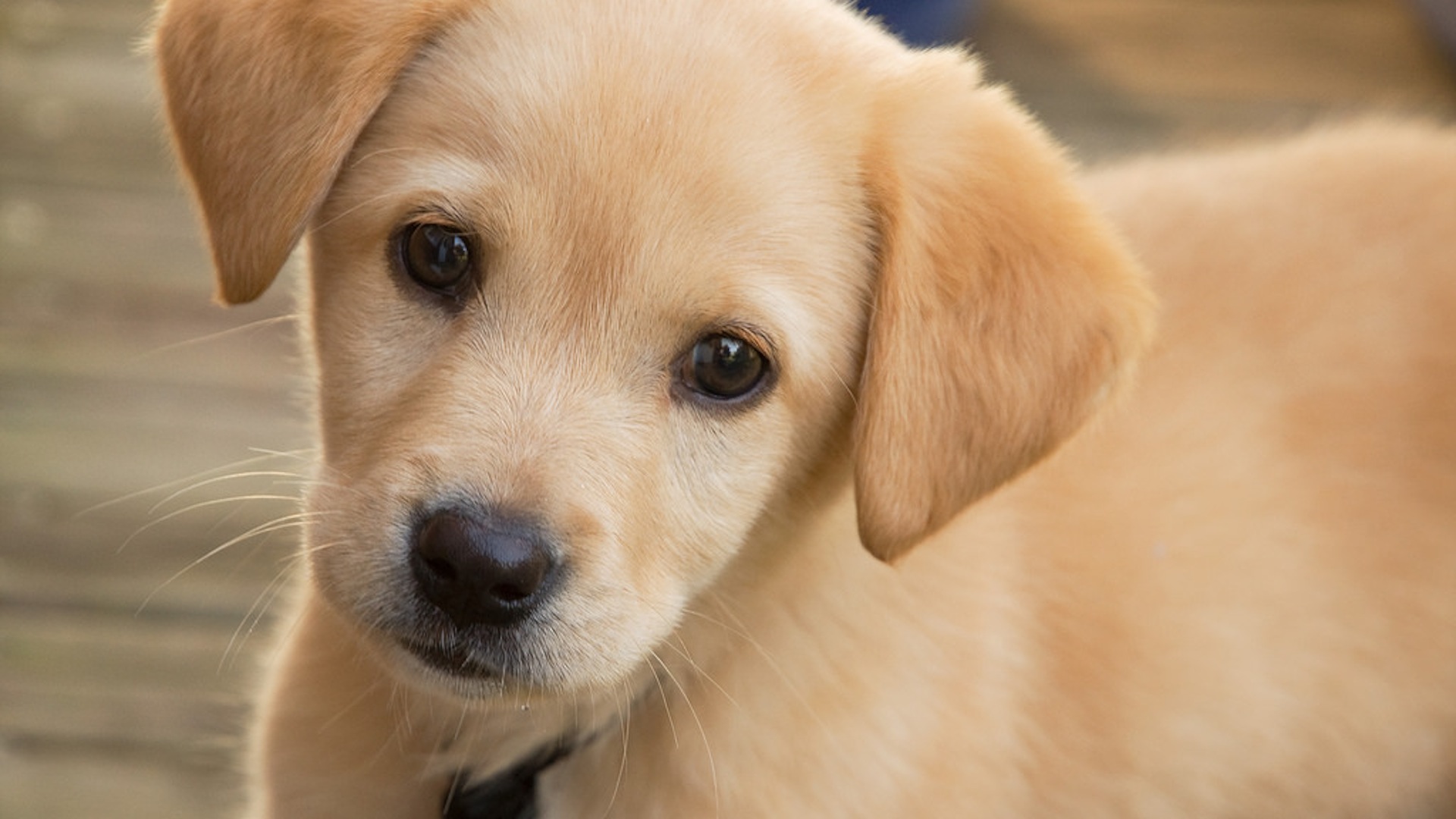 Your puppy wants to hear your 'baby talk' (no, seriously)
