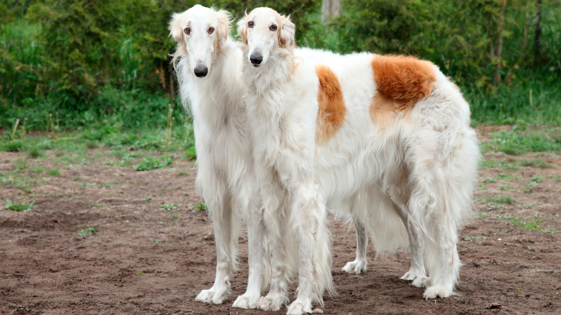 Meet the breed Borzoi SheKnows