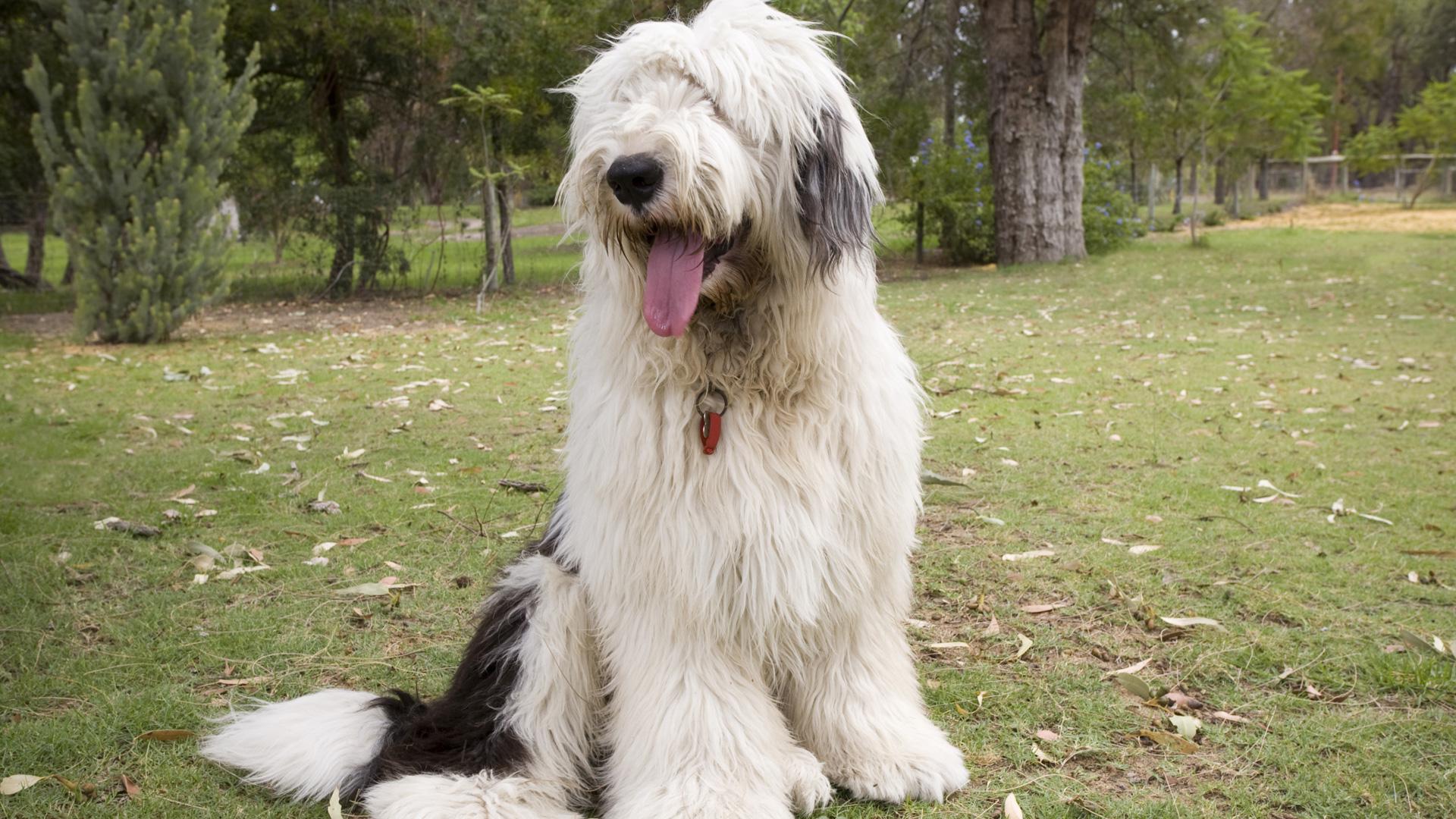 Meet the breed Old English Sheepdog SheKnows