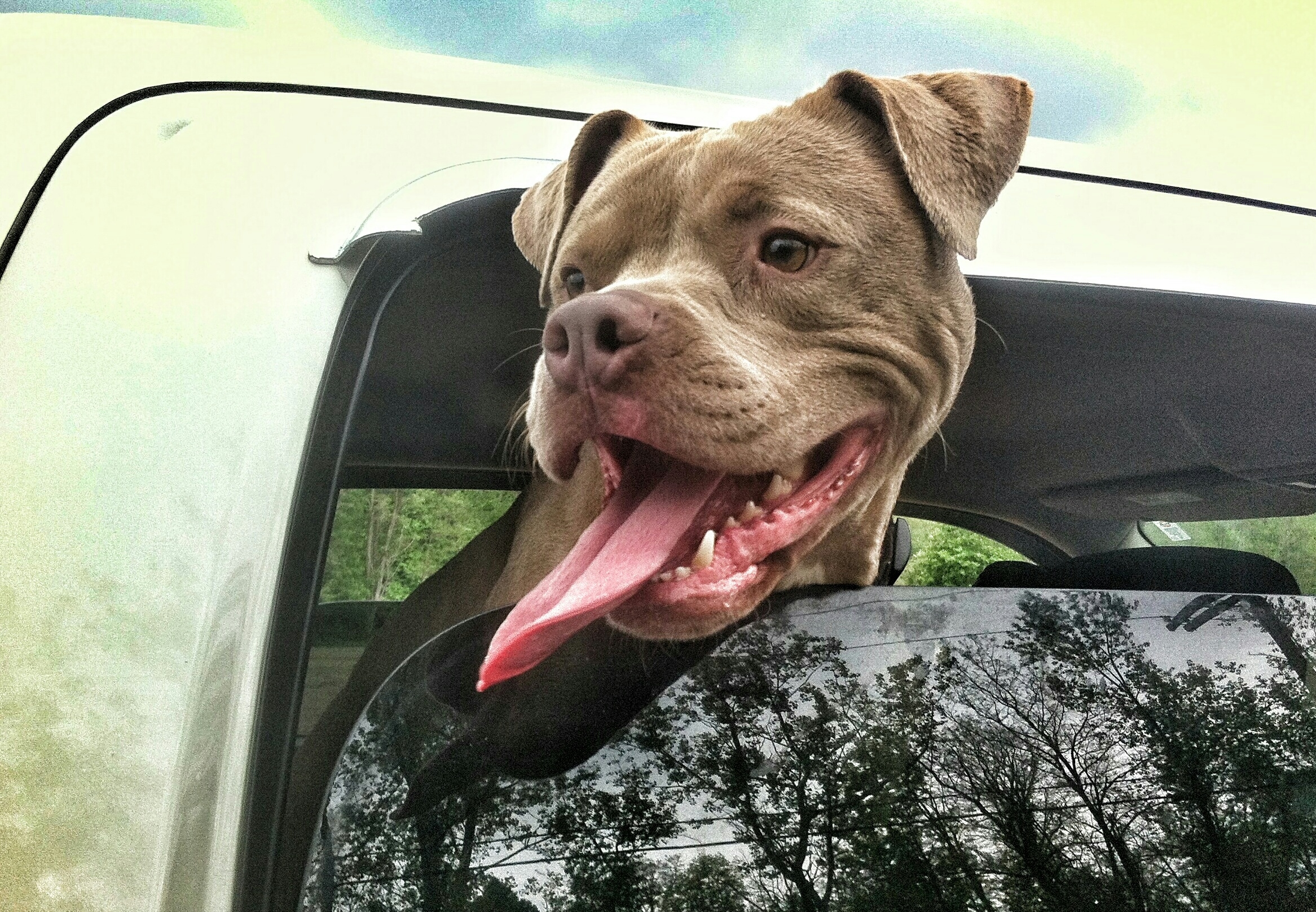 Why you shouldn’t let your dog put its head out the window Why you shouldn’t let your dog put its head out the window