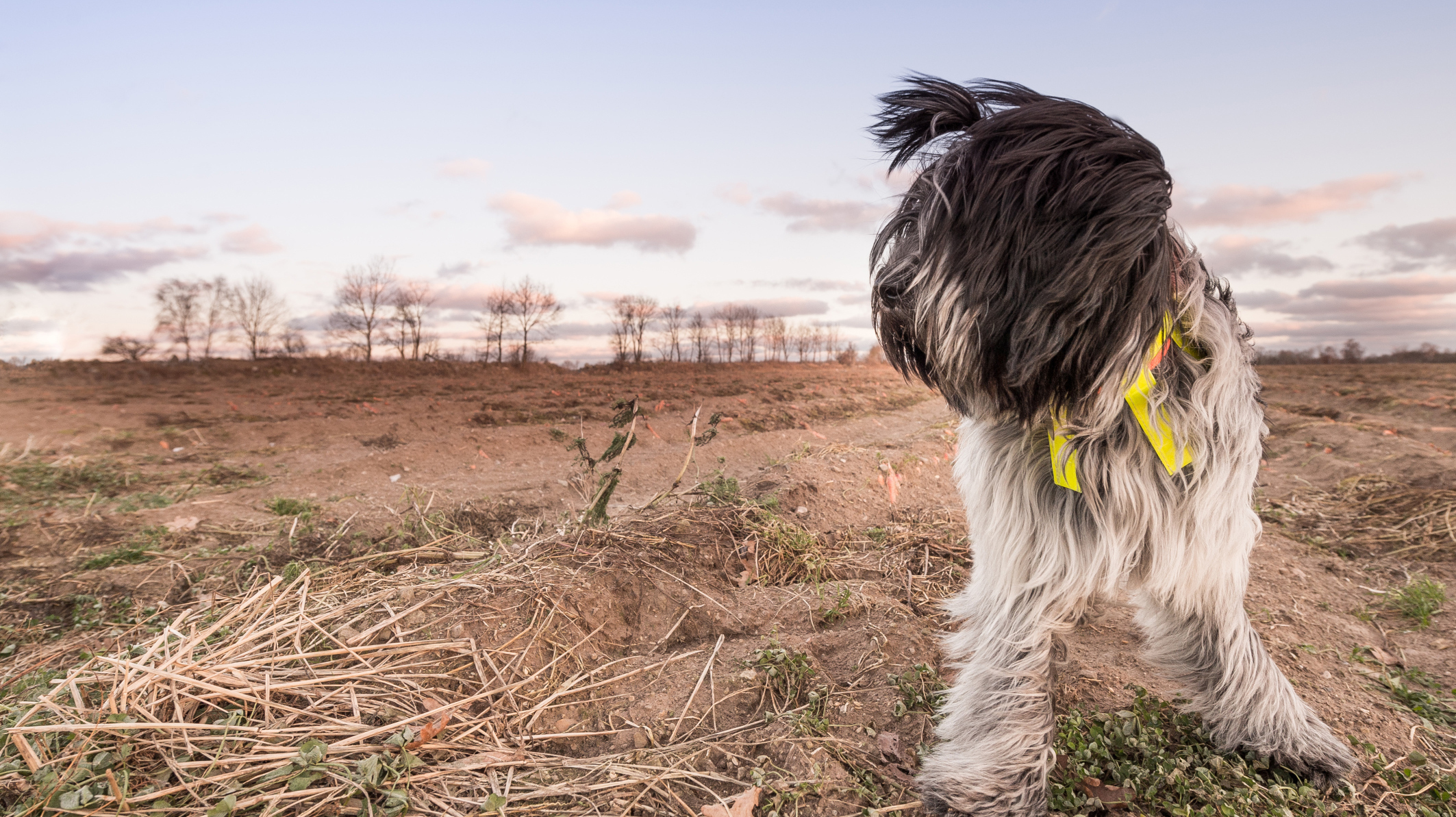 15 dog breeds you’ve probably never heard of SheKnows