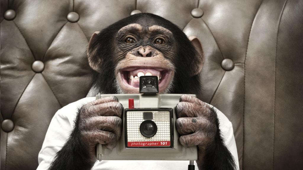 The monkey that took a selfie and other trendy animals