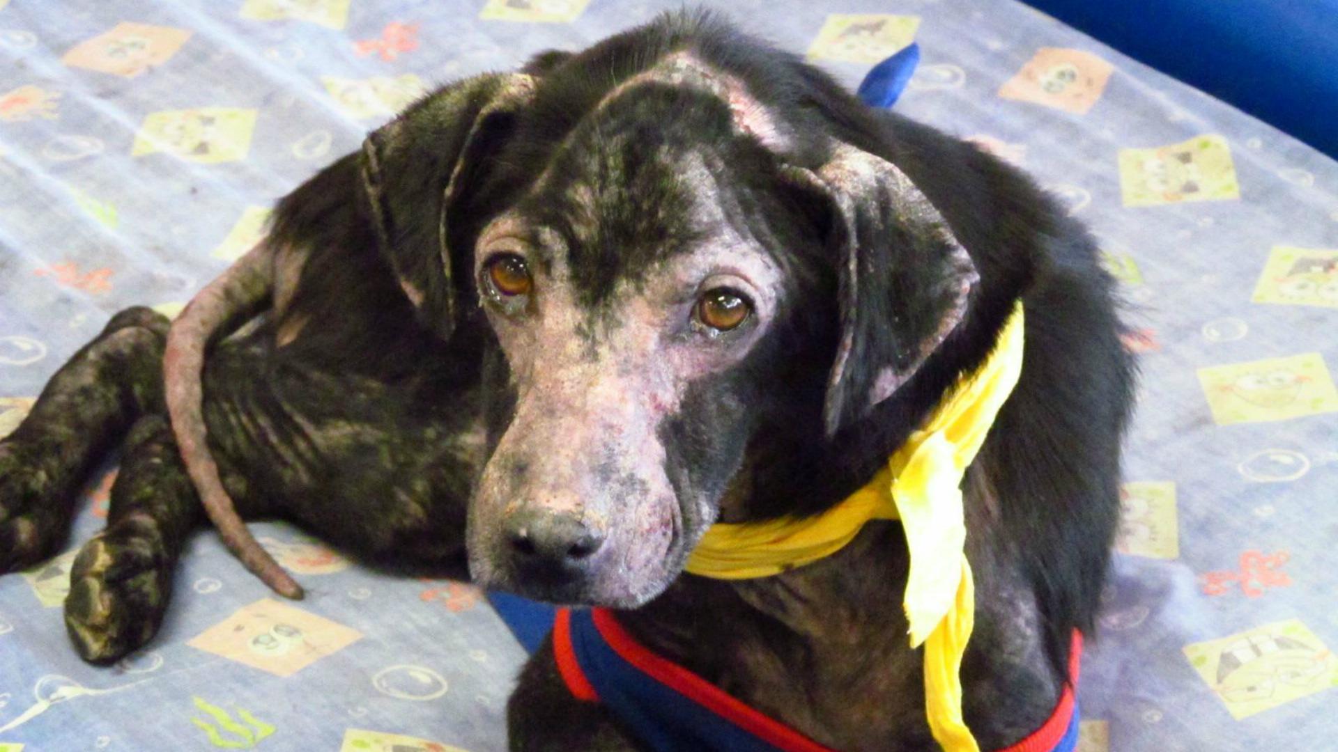 This dog’s rare allergy is so sad, and the pics are even worse SheKnows