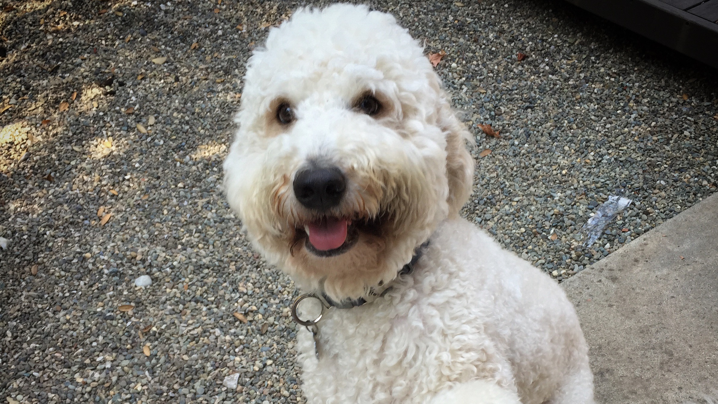 5 reasons my dog is the best running partner SheKnows