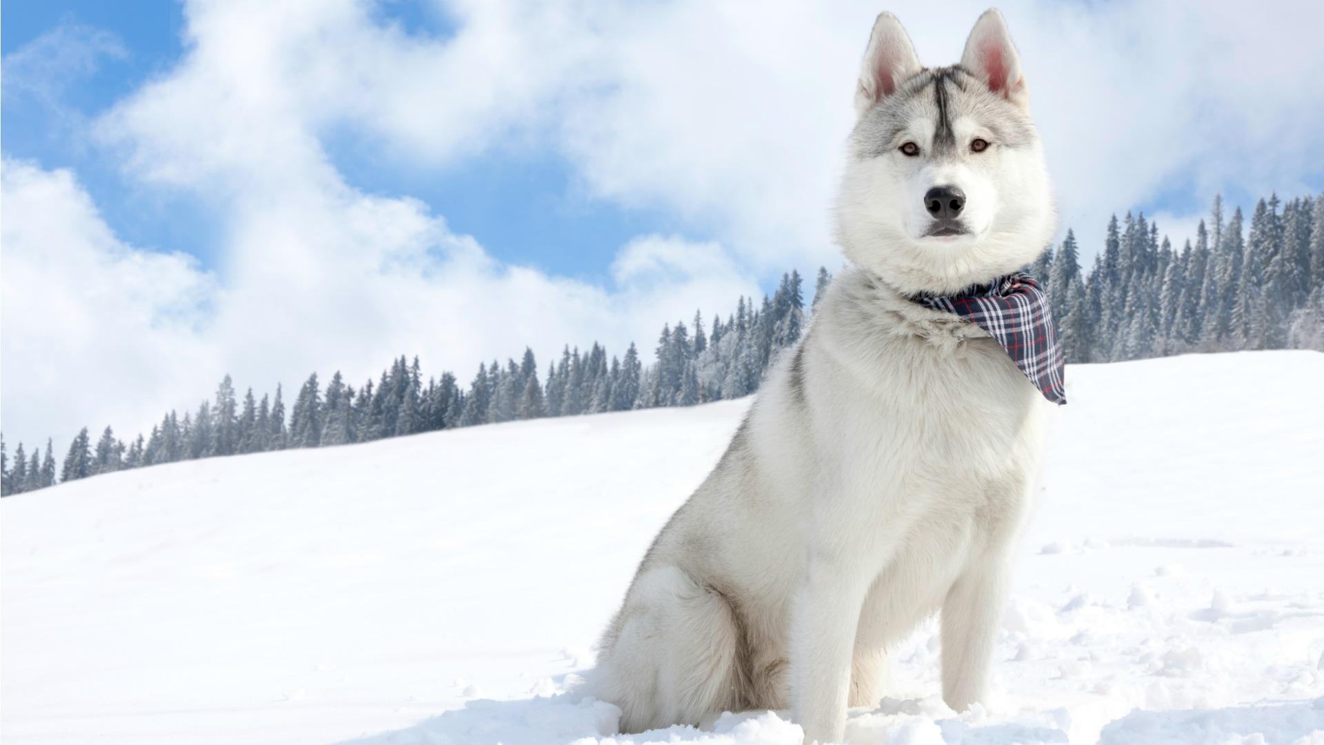 20 Dogs that dig the cold weather SheKnows