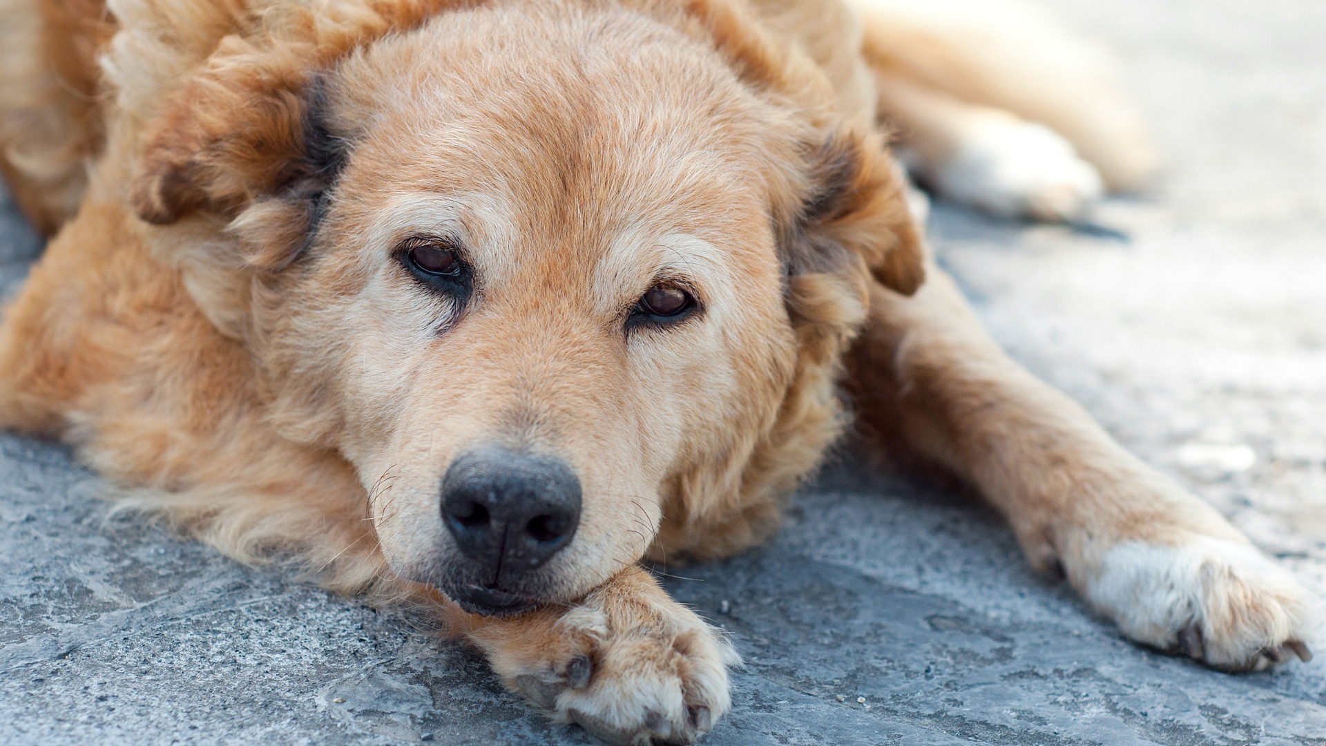 Making the heartbreaking decision to put your dog down SheKnows